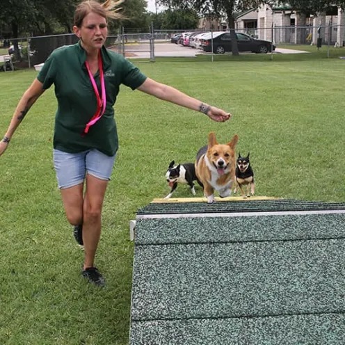 Staff member leading small dogs up ramp